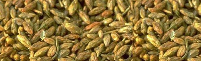 I semi di agrumi agiscono contro i parassiti