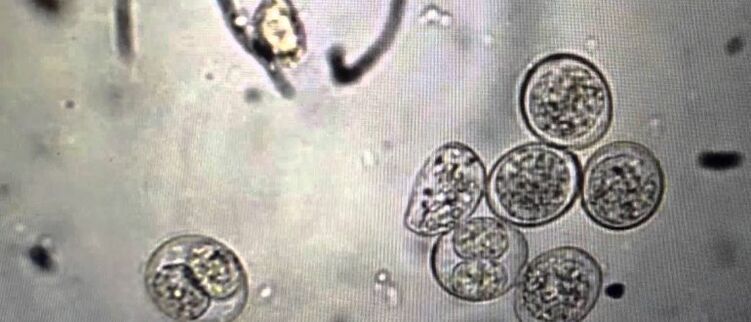Cellule parassita protozoi